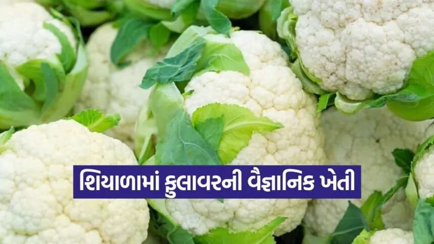 cauliflower winter farming 1
