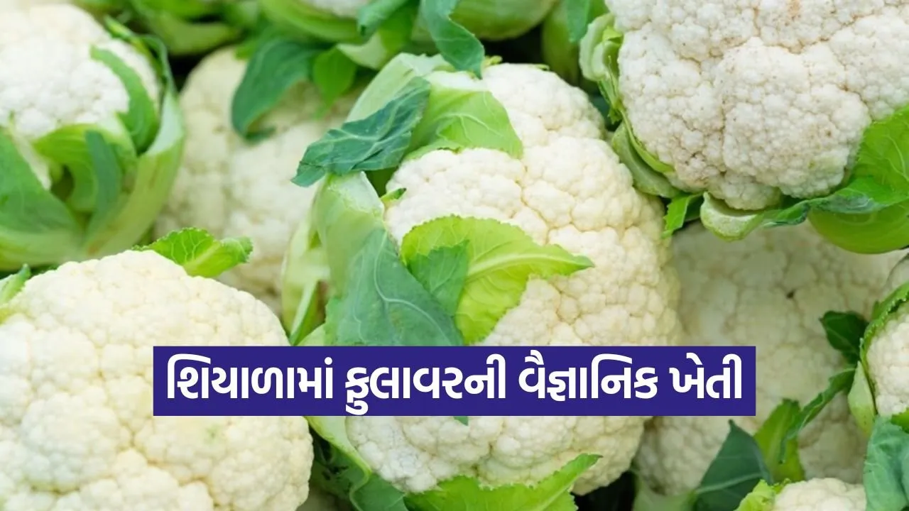 cauliflower winter farming 1.jpg