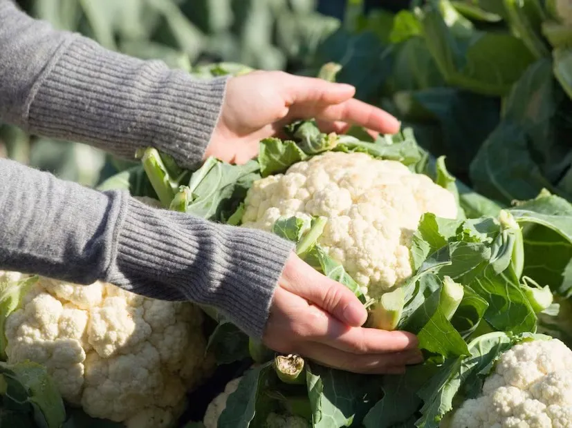 શિયાળામાં ફુલાવરની વૈજ્ઞાનિક ખેતી ખેડૂતોને વધુ નફો અપાવતી ઉત્તમ રીત 3 cauliflower winter farming 2.png