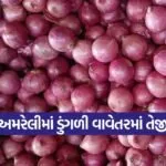 amreli onion farming method 1
