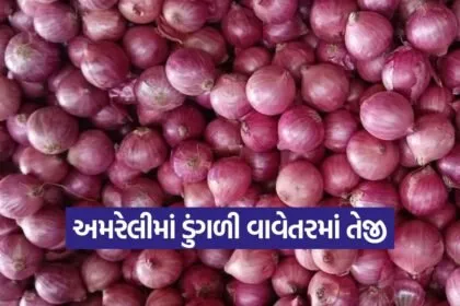 amreli onion farming method 1