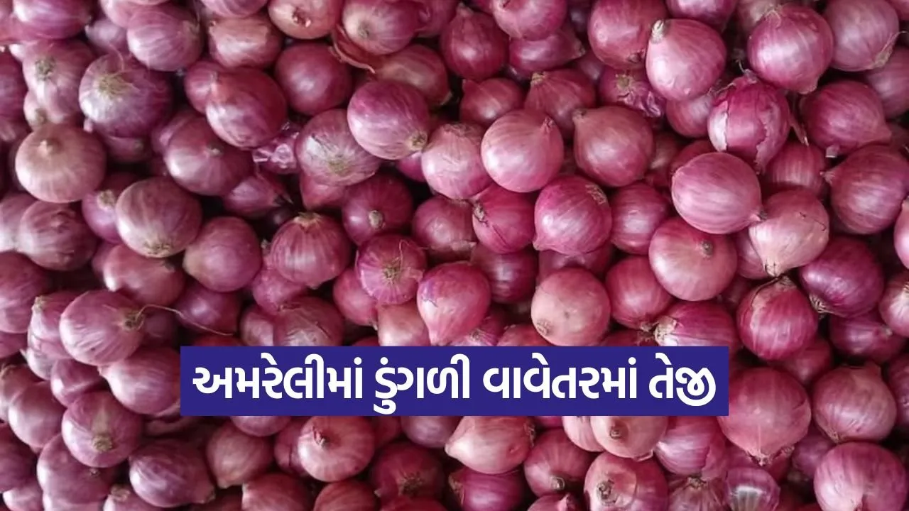 amreli onion farming method 1.jpg