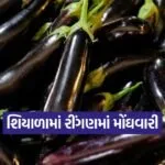brinjal price rajkot 1