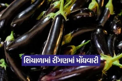 brinjal price rajkot 1