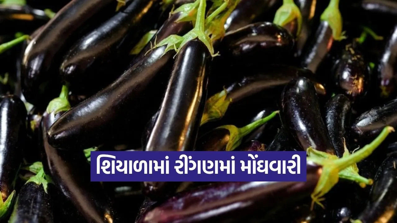 brinjal price rajkot 1.jpg