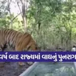 ratanmahal tiger Gujarat 1
