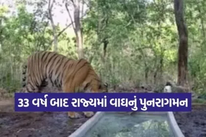 ratanmahal tiger Gujarat 1