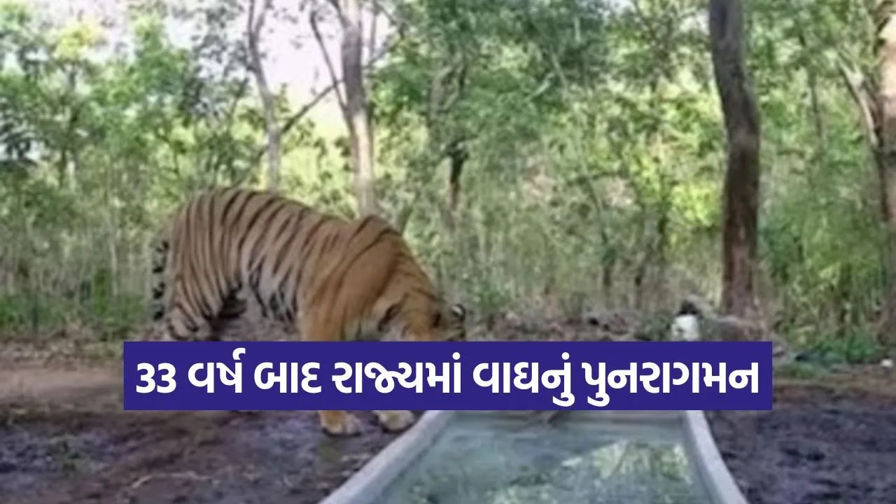 ratanmahal tiger Gujarat 1.jpg