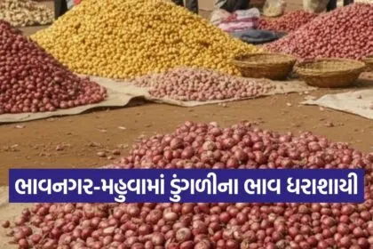 onion price crash bhavnagar 1