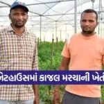 natural chilli farming 1