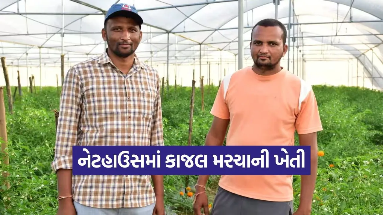 natural chilli farming 1.jpg