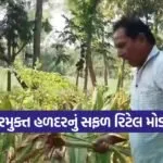 natural turmeric farming