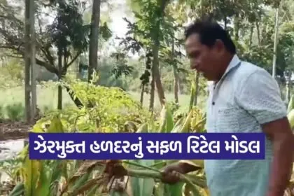 natural turmeric farming