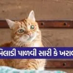 cat1