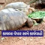 star tortoise illegal trade 1