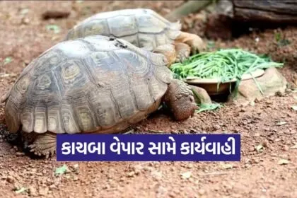 star tortoise illegal trade 1