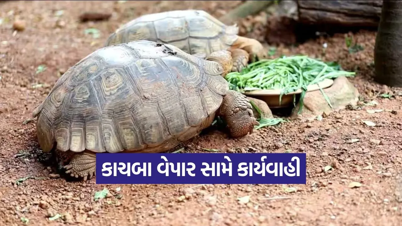 star tortoise illegal trade 1.jpg