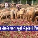 onions price jetpur 1