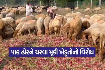 onions price jetpur 1
