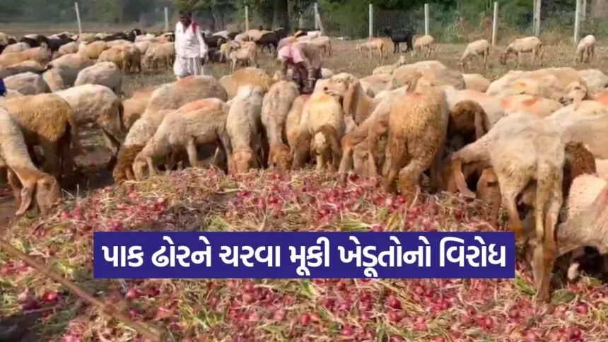 onions price jetpur 1