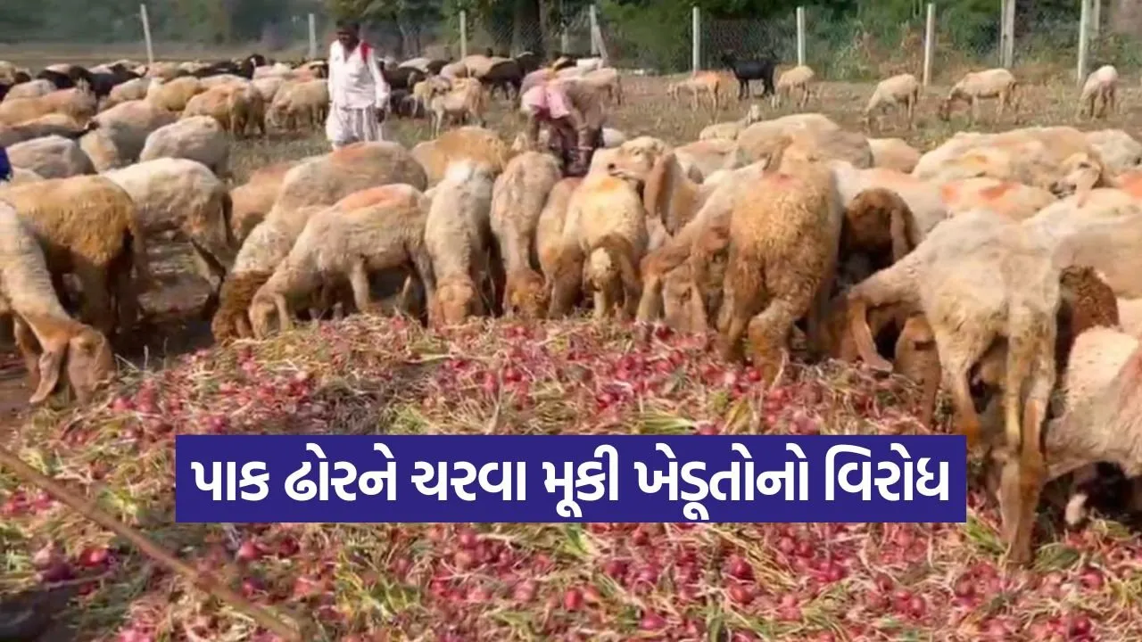 onions price jetpur 1.jpg