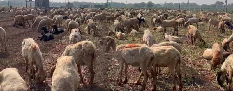 જેથપુરના દેરડી ગામે ખેડૂતનો તીખો વિરોધ 2 onions price jetpur 1.png