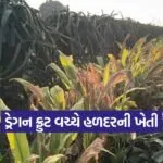 natural farming bhavnagar farmer
