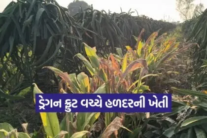 natural farming bhavnagar farmer
