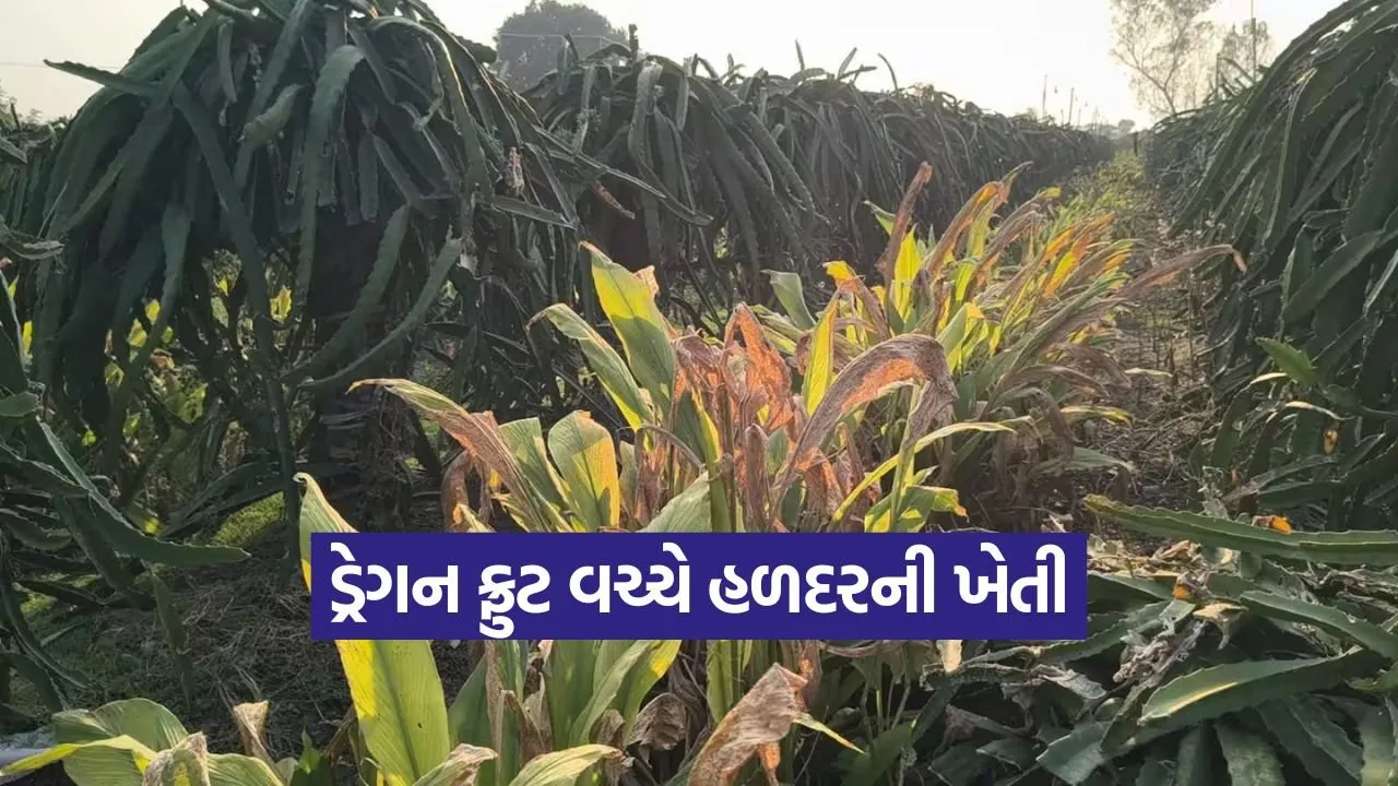 natural farming bhavnagar farmer.jpg