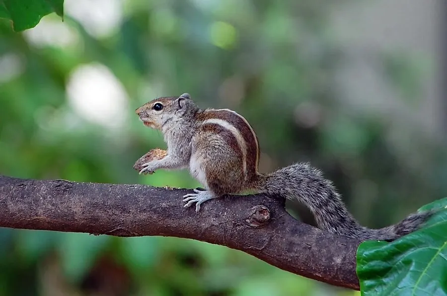 Squirrel