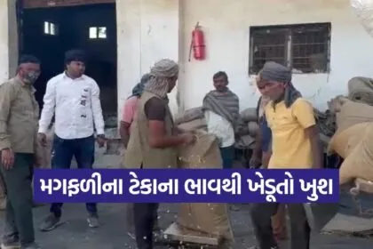 peanut procurement Gujarat 1