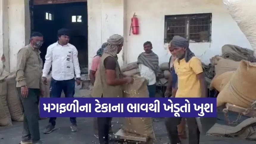 peanut procurement Gujarat 1