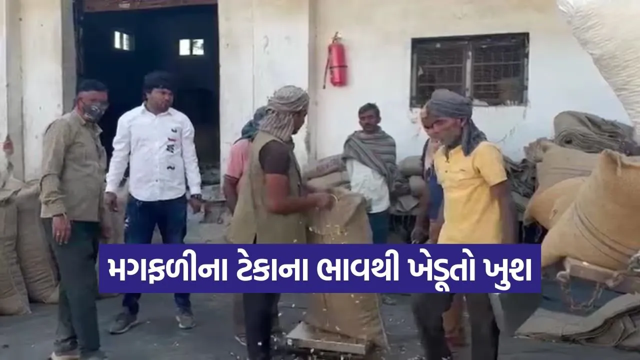 peanut procurement Gujarat 1.jpg