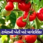 tomato farming technique 1