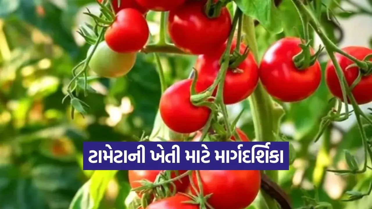 tomato farming technique 1.jpg