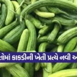 cucumber farming method 1