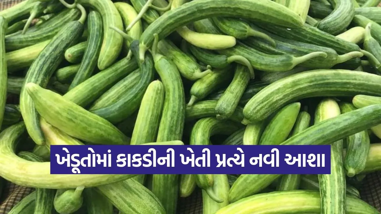 cucumber farming method 1.jpg