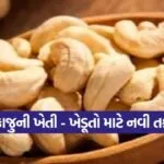 cashew farming method 1