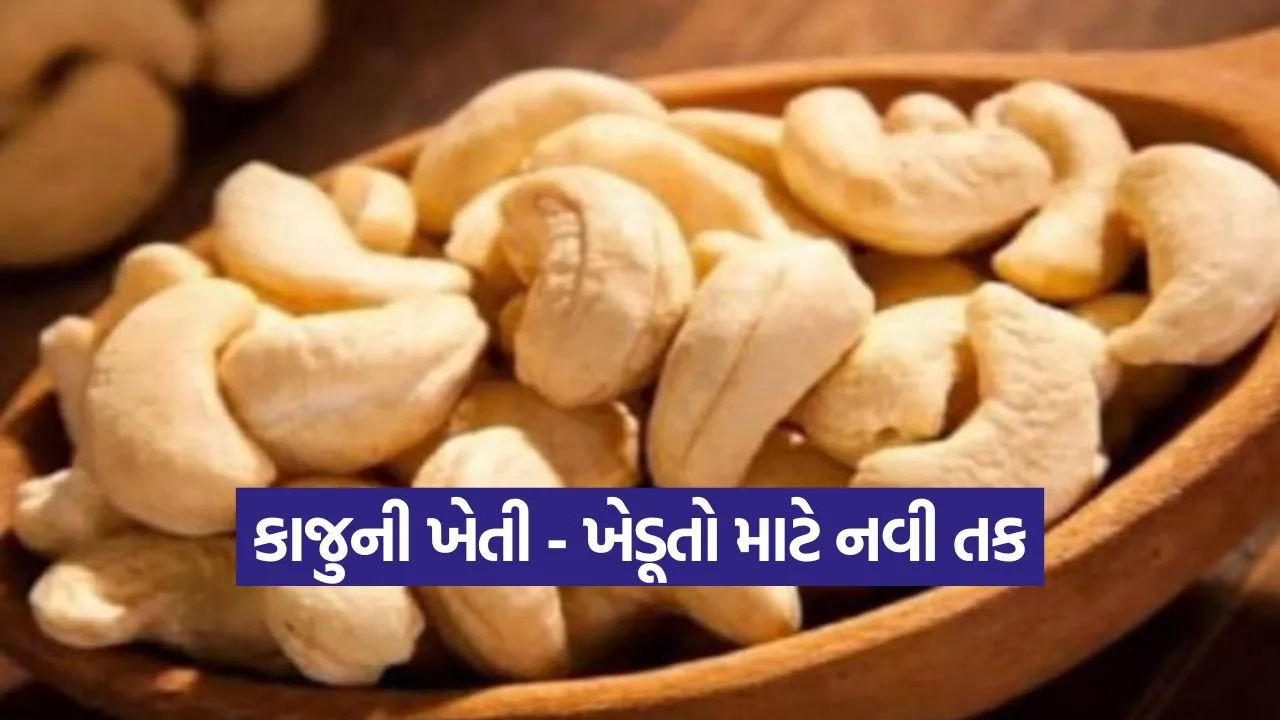 cashew farming method 1.jpg