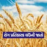 high yield wheat varieties india 1