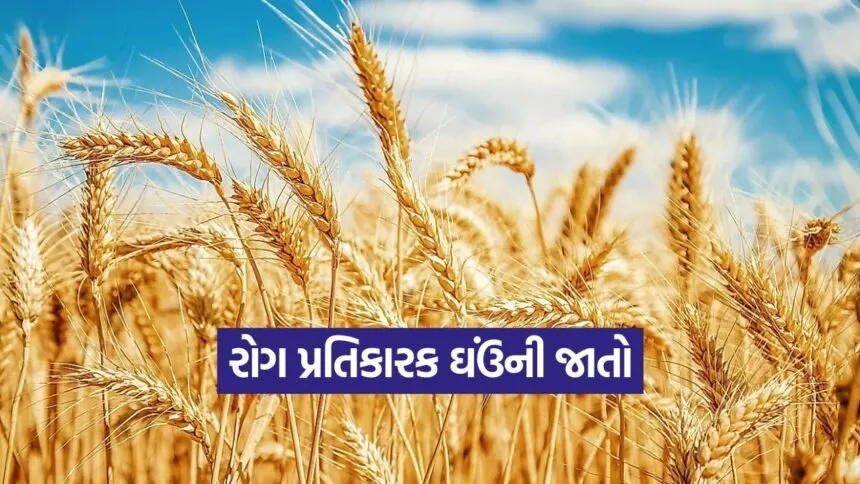 high yield wheat varieties india 1
