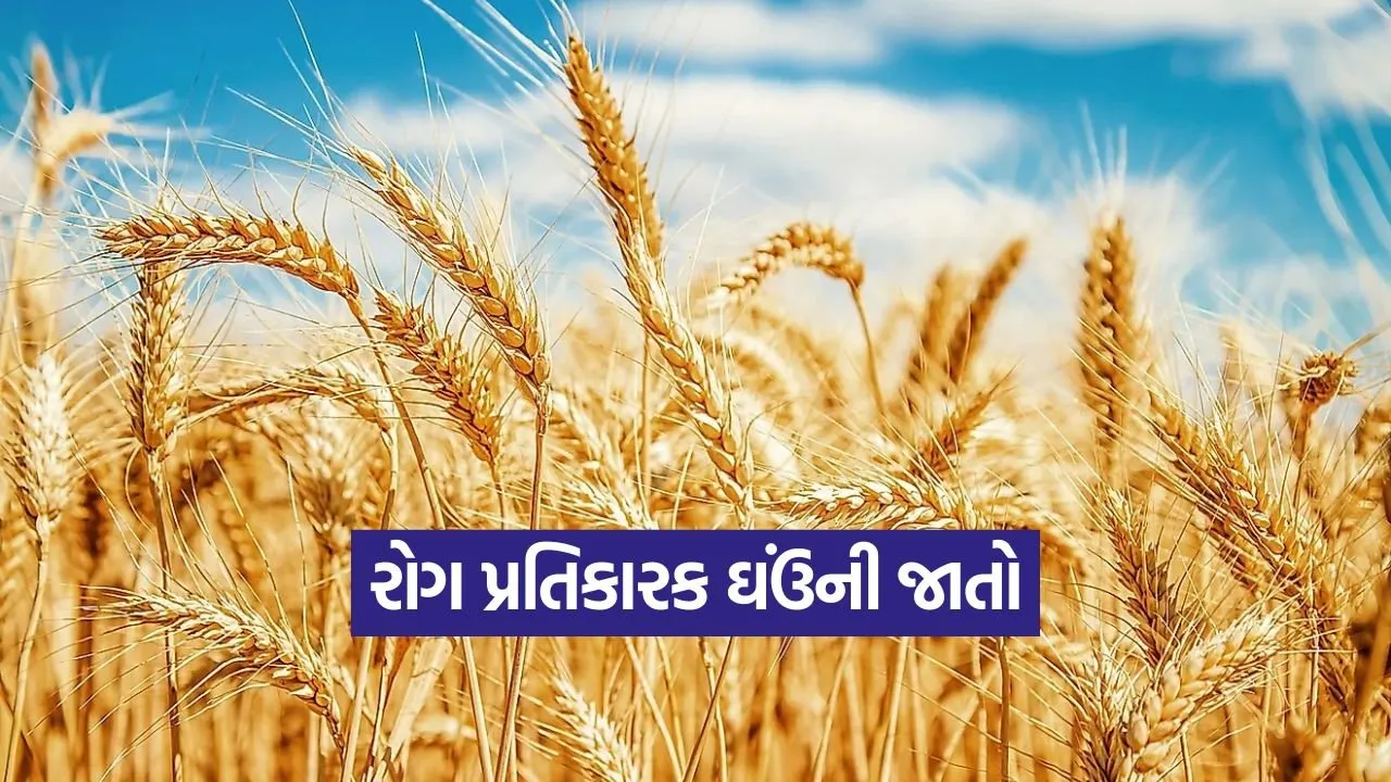 high yield wheat varieties india 1.jpg