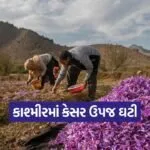 kashmir saffron crisis 1