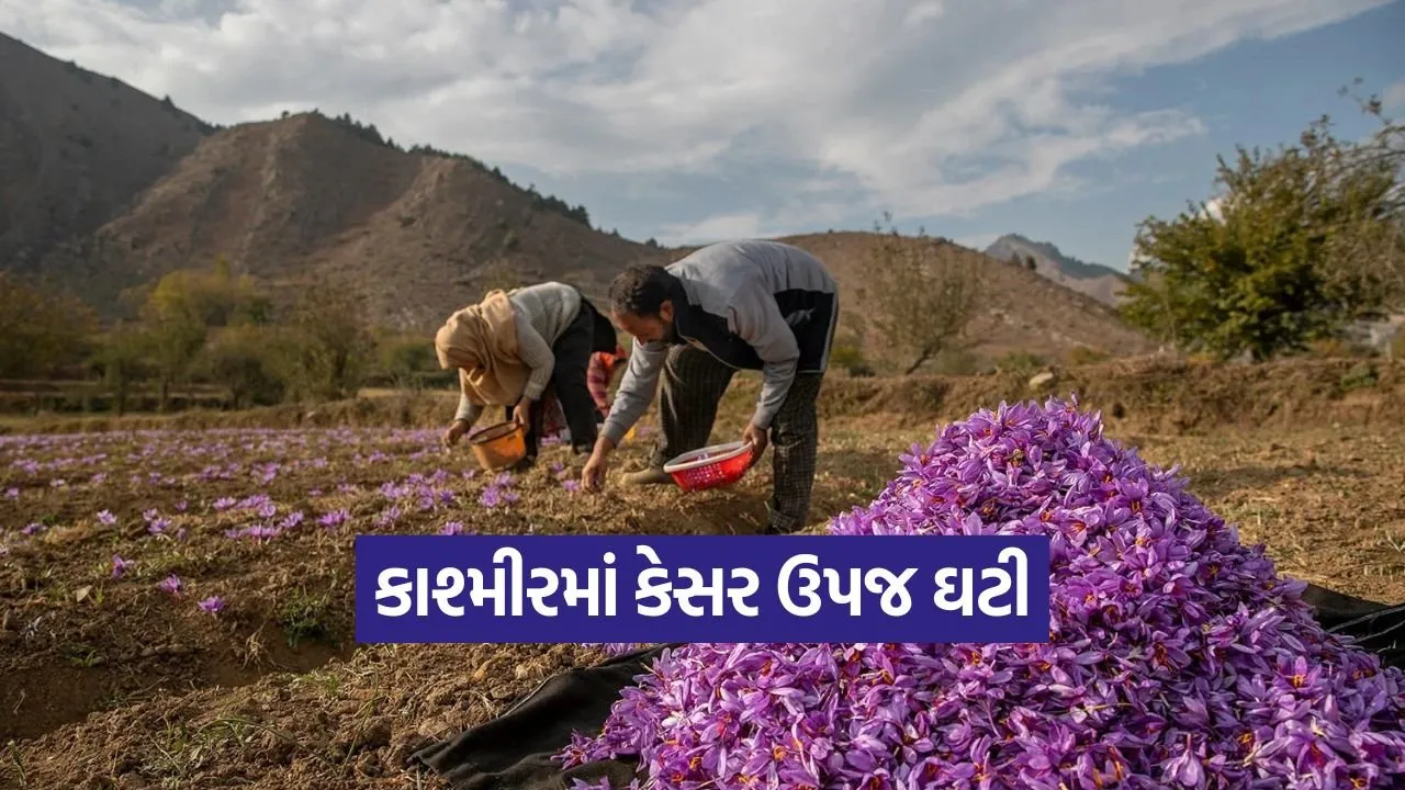 kashmir saffron crisis 1.jpg
