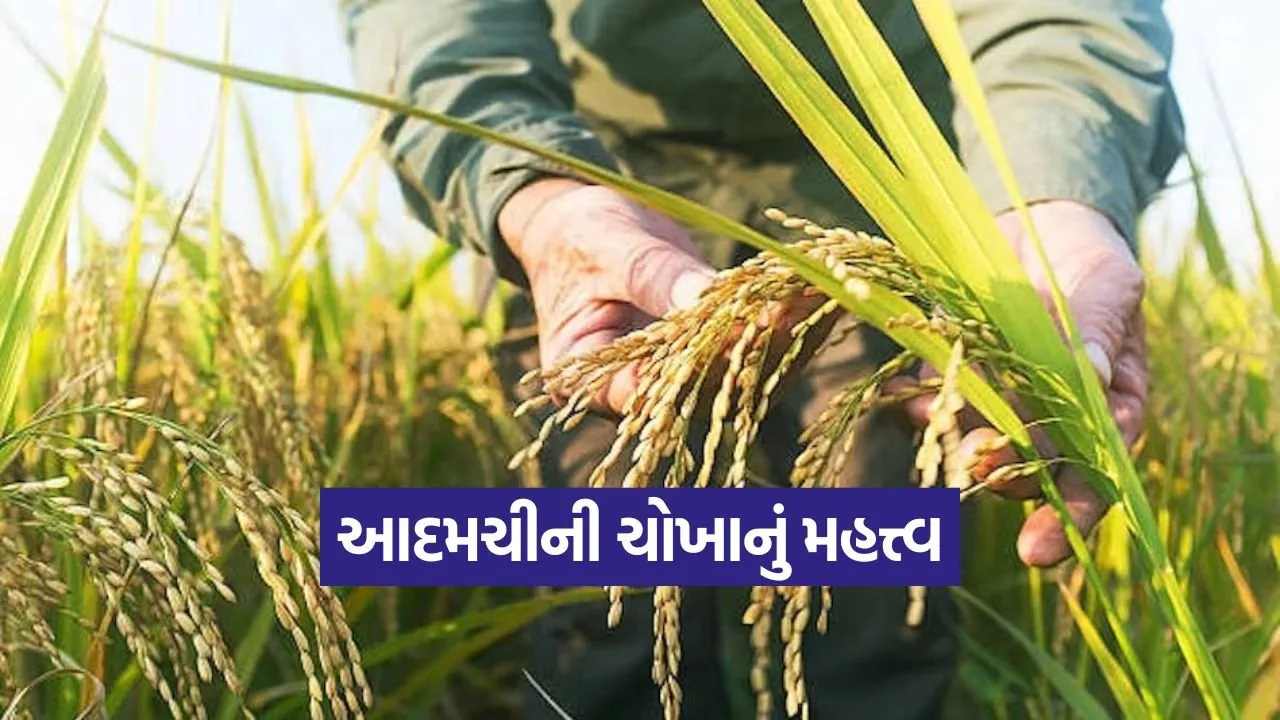 adamchini Rice Variety 1.jpg