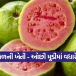 guava farming 1