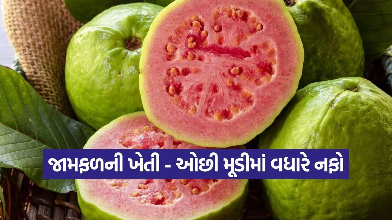 guava farming 1.jpg