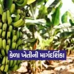 banana farming tips 1