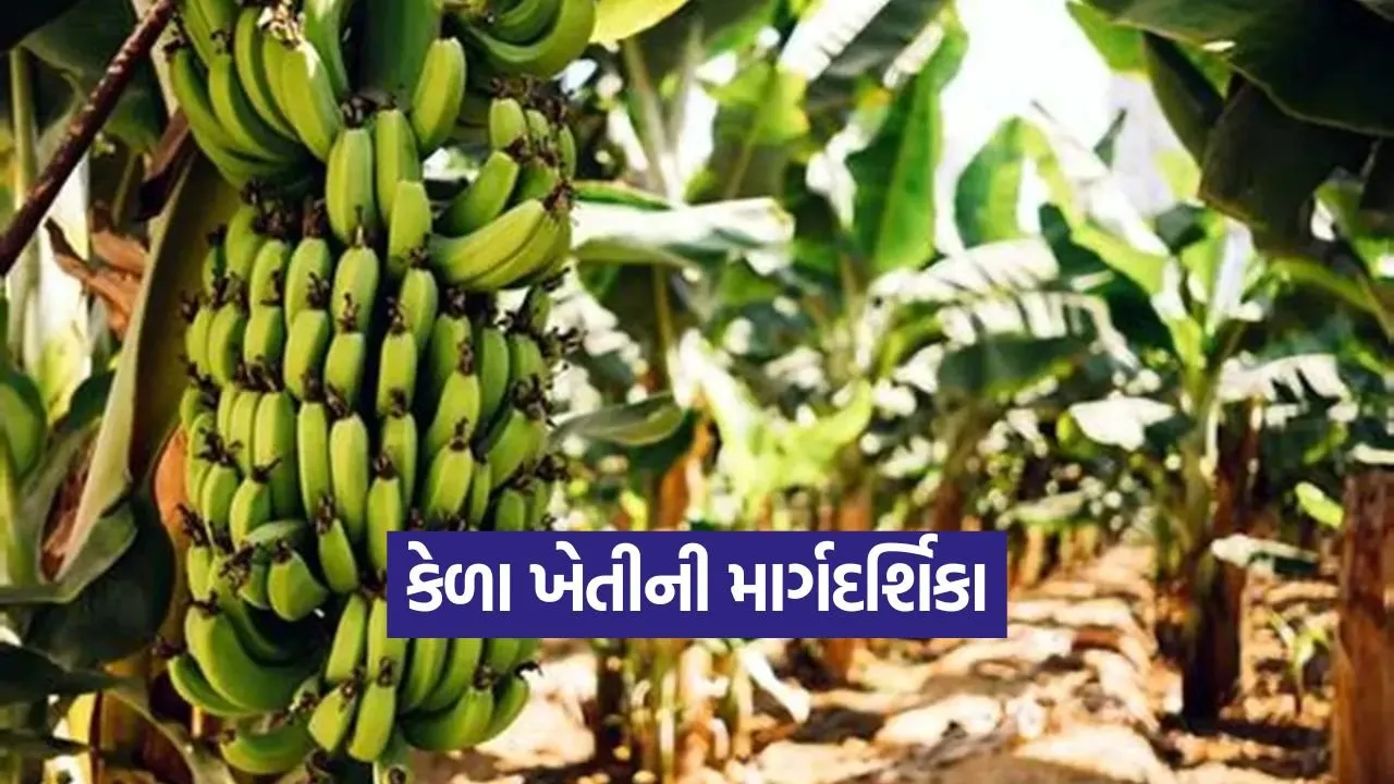 banana farming tips 1.jpg