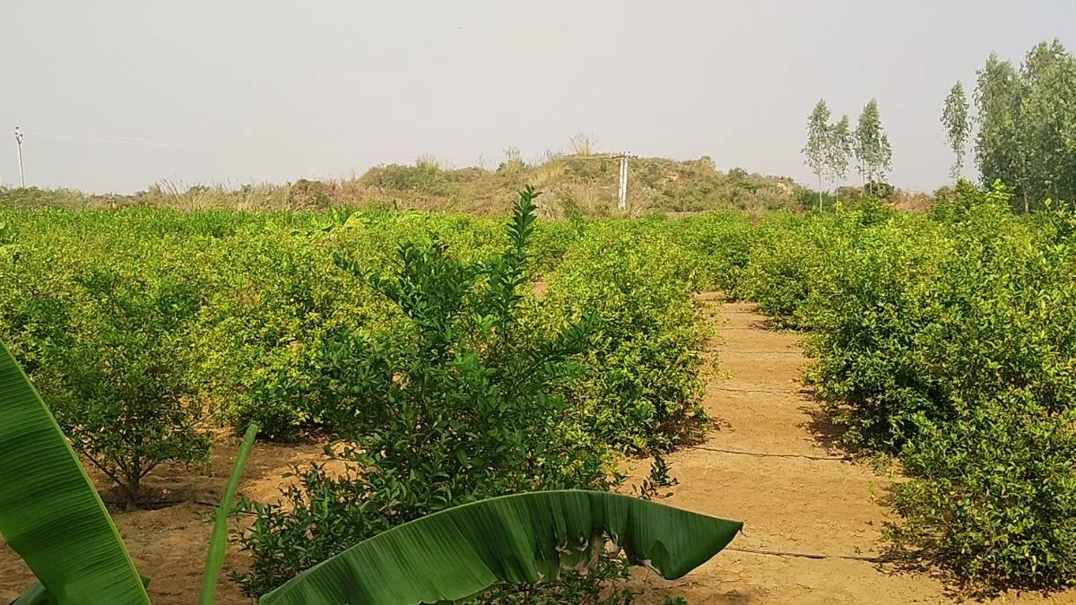 ઉજ્જડ જમીનથી લીંબુ–મોસમીનું લીલું સામ્રાજ્ય: ધોલપુરના ખેડૂતની પ્રેરક સફર 2 dholpur horticulture crops earning 1.png